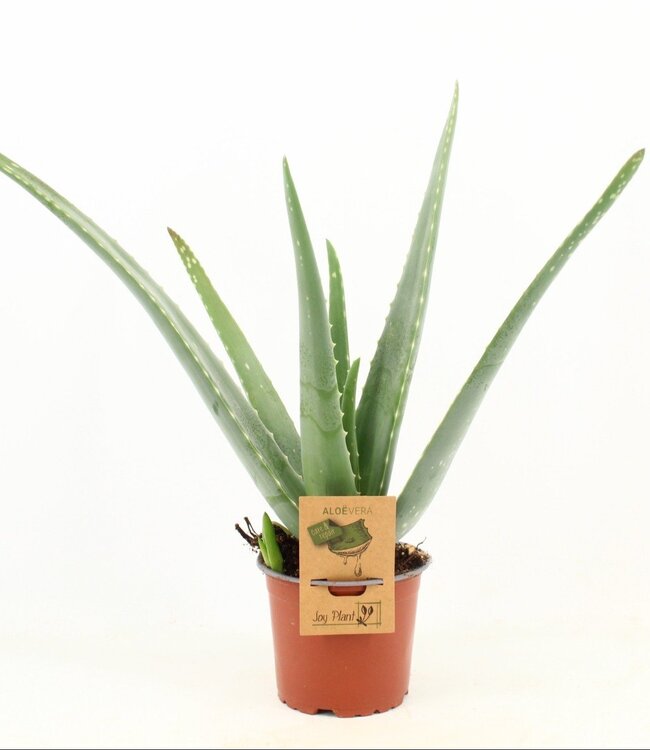 Aloe Vera | Pot size 12 | Per 10 pieces