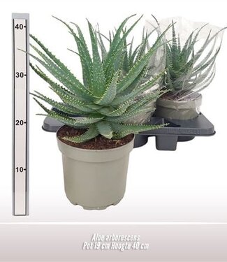 ME Aloe Arborescens | Pot size 19 | Each