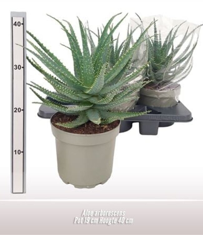 Aloe Arborescens | Pot size 19 | Each