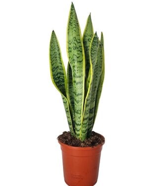 ME Sansevieria Laurentii | Taille du pot 17 | Par 5 pièces