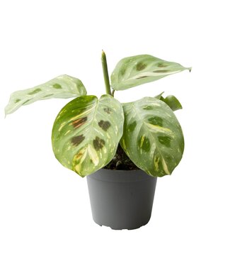 ME Calathea Kerchoveana Variegata 6 cm | Per 12 pieces