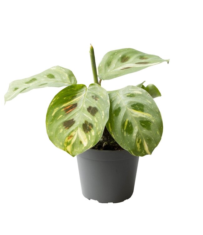 Calathea Kerchoveana Variegata 6 cm | Per 12 pieces