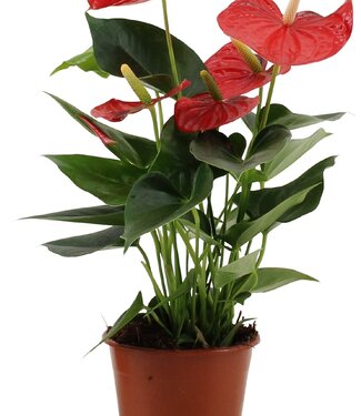 ME Anthurium Esudo in transparant sleeve | Per 10 stuks