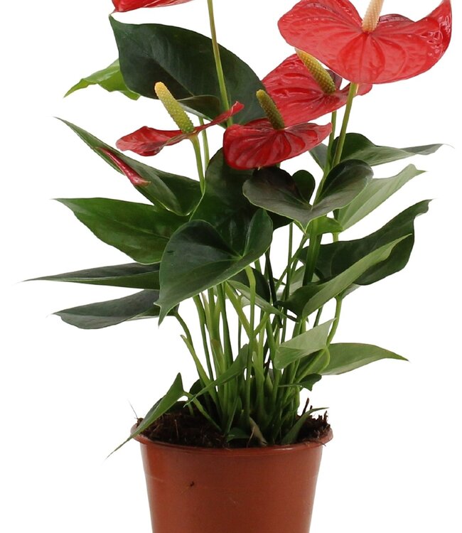 Anthurium Esudo in transparant sleeve | Per 10 stuks