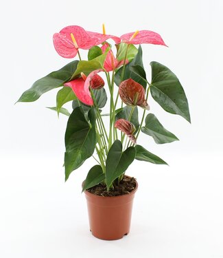 ME Anthurium Maine in transparenter Hülle | Pro 6 Stück