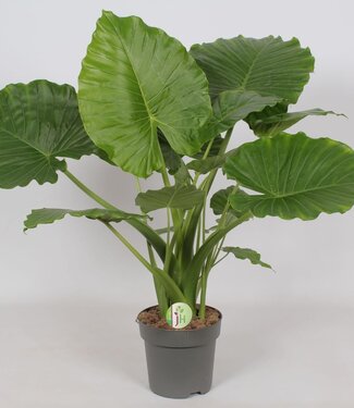 ME Alocasia Gageana 'California' | chaque