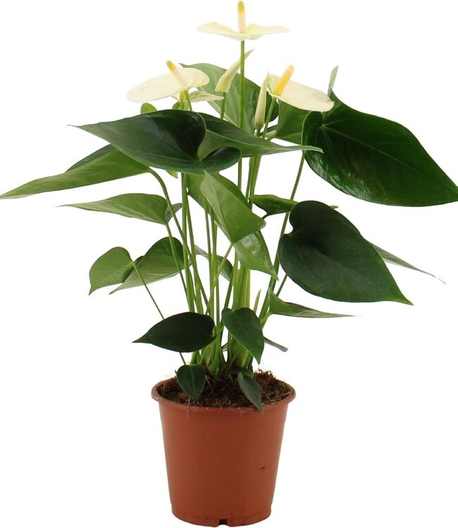 Anthurium Cocos in transparant sleeve | Per 10 stuks