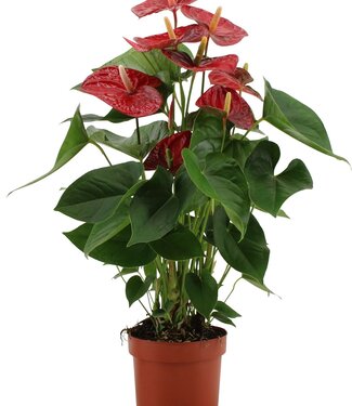 ME Anthurium Jambo Red in transparant sleeve | Per 6 stuks