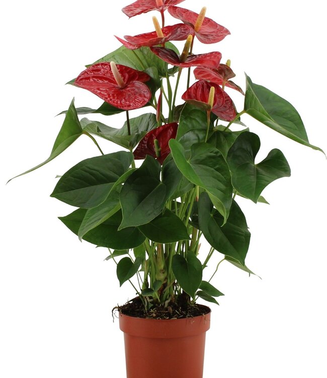 Anthurium Jambo Red in transparent sleeve | Per 6 pieces