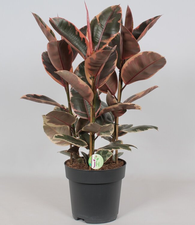 Ficus 'Belize' | Per stuk