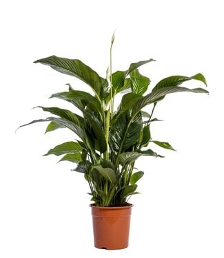 ME Spathiphyllum 'Sweet Lauretta' blanc | Par pièce