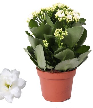 ME Kalanchoe Rosalina 12cm Don Dione wit, Zonder hoes | Per 6 stuks