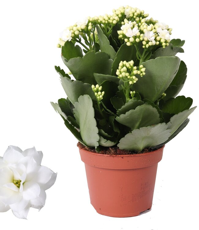 Kalanchoe Rosalina 12cm Don Dione wit, Zonder hoes | Per 6 stuks