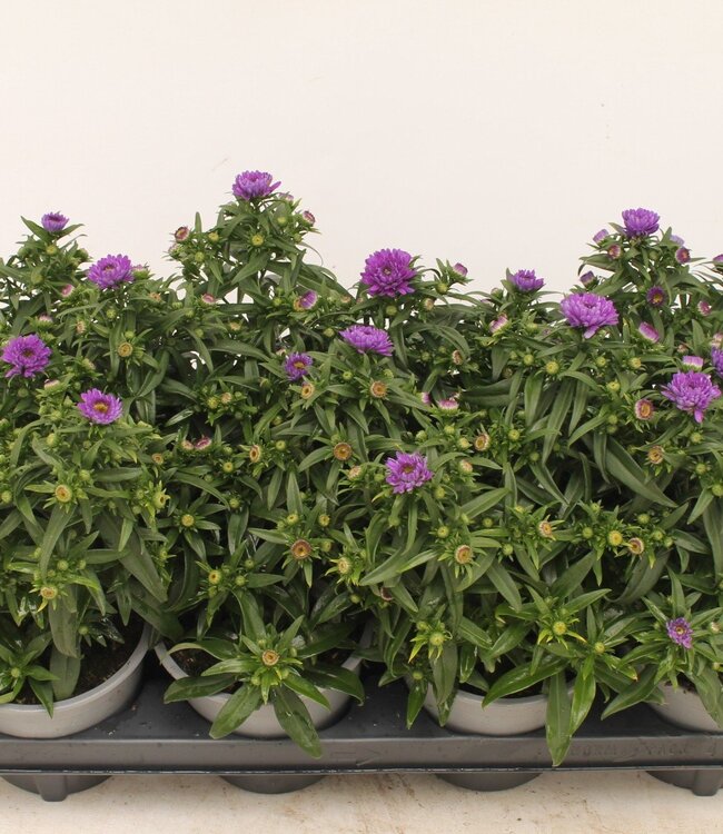 Aster purple | Per 8 stuks