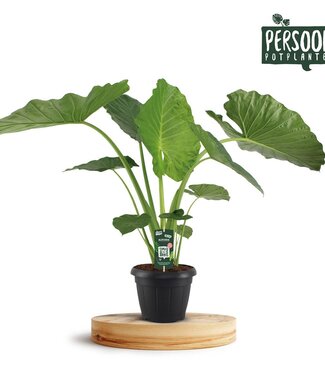 ME Alocasia Macrorrhiza | Pot size 35 | Each