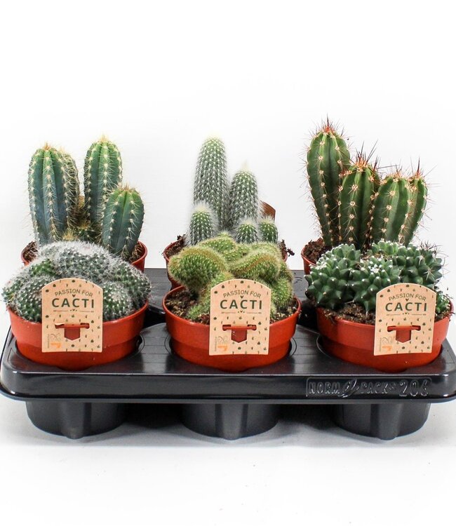 Cactus Mix | Taille du pot 12 | Par pièce