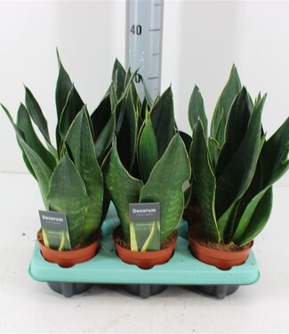 ME Sansevieria Black Diamond | Pot size 12 | Per piece