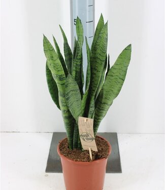 ME Sansevieria Zeylanica | Pot size 17 | Each