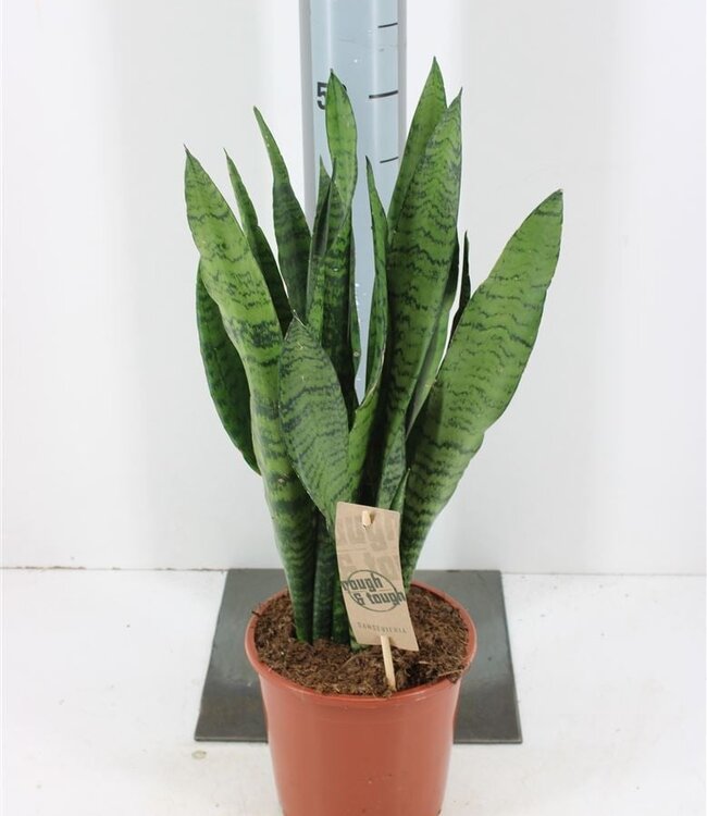 Sansevieria Zeylanica | Topfgröße 17 | Einzeln