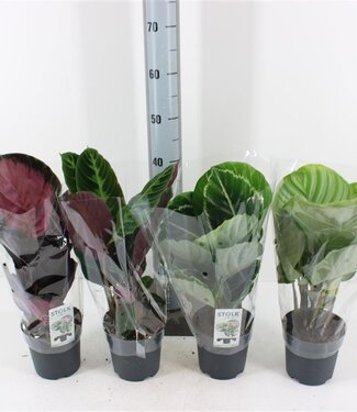 ME Calathea Warcewiczii | Pot size 14 | Each