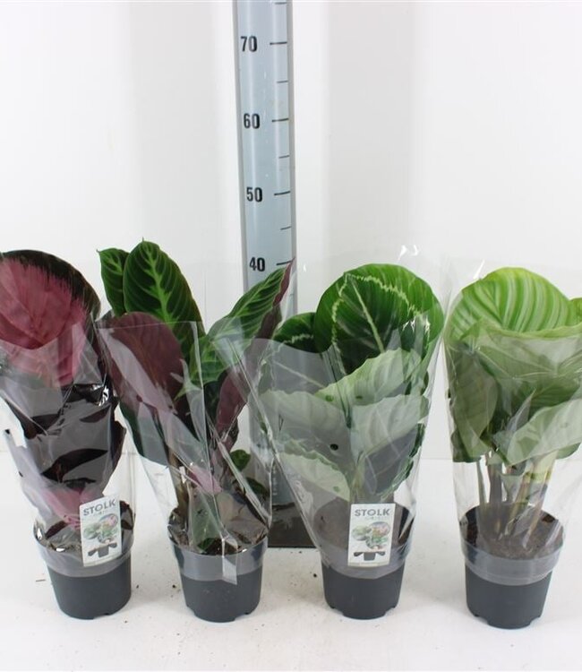 Calathea Warcewiczii | Potmaat 14 | Per stuk