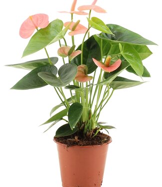 ME Anthurium hellrosa | Pro 10 Stück