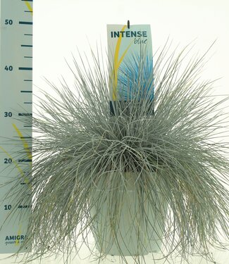 ME Festuca glauca Intense Blue® | Per piece