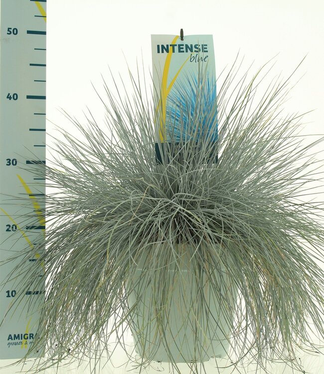 Festuca glauca Intense Blue® | Pro Stück