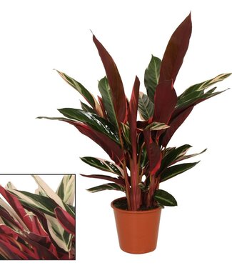 ME Calathea 19cm Triostar (Stromanthe) | chaque