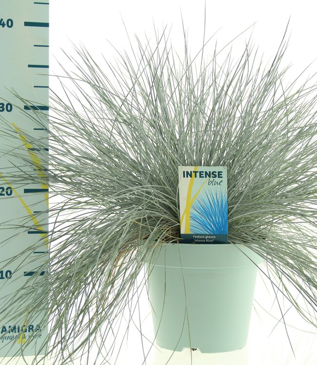 Festuca glauca Intense Blue® | Per 6 pieces