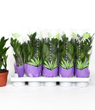 ME zamioculcas p12 | Par 10 pièces