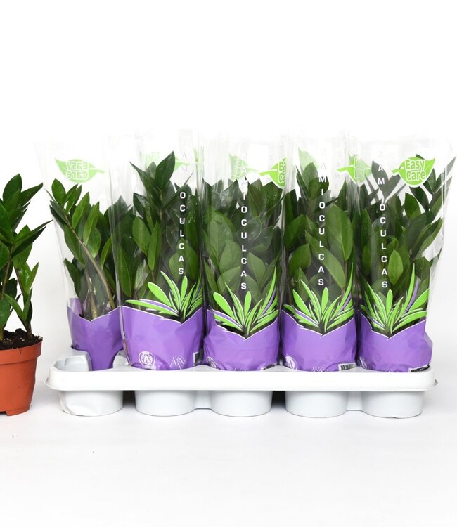 zamioculcas p12 | Par 10 pièces