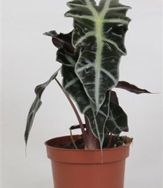 ME Alocasia 'Polly' | Per 6 pieces