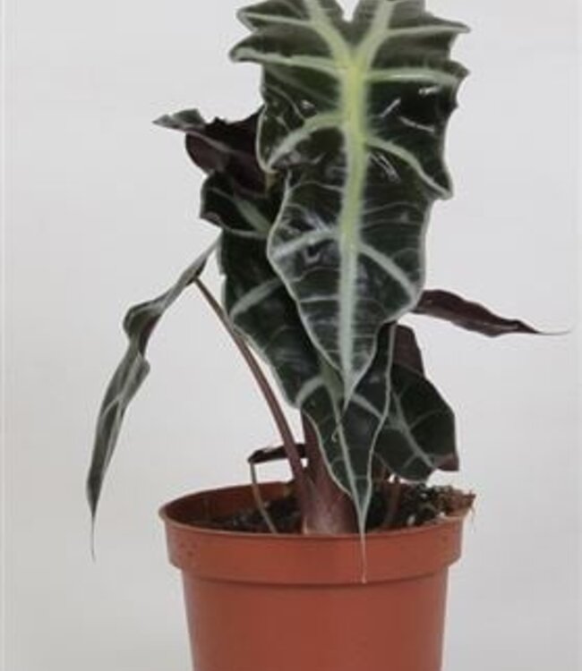 Alocasia 'Polly' | Pro 6 Stück