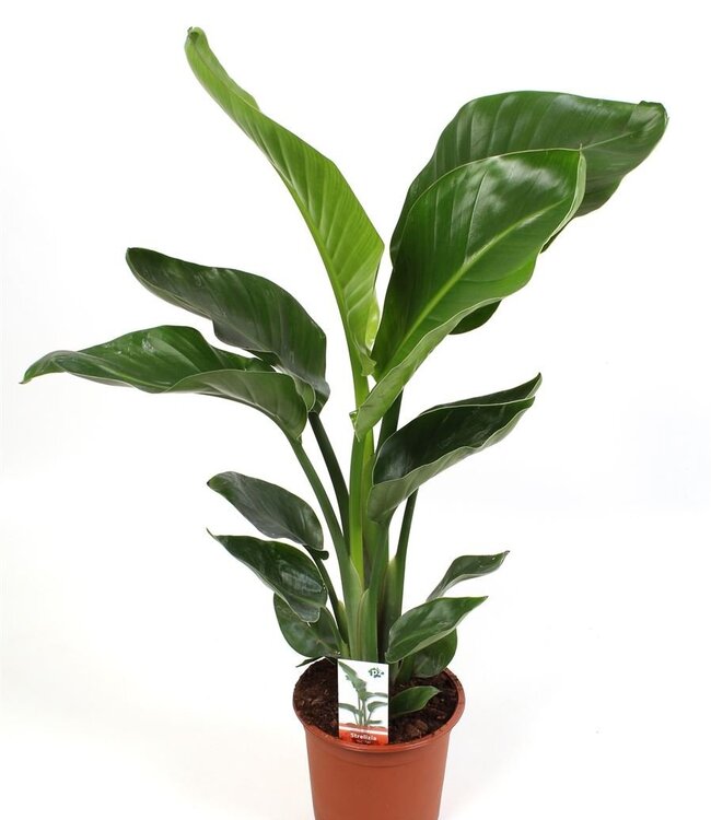 Strelitzia Nicolai 2 Pp | Taille du pot 17 | Par 6 pièces