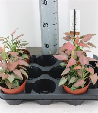 ME Syngonium Strawberry Milk | Pot size 10.5 | Each