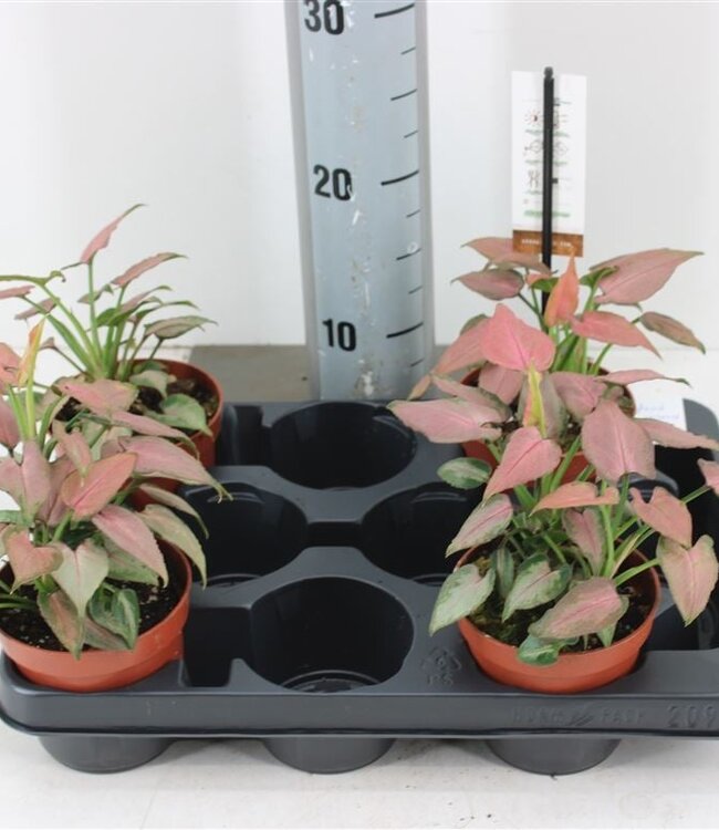 Syngonium Strawberry Milk | Pot size 10.5 | Each