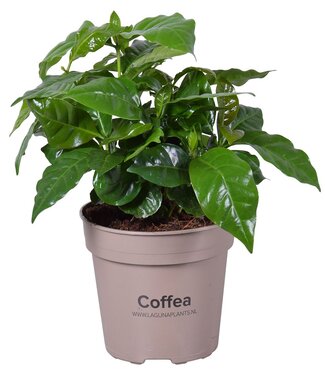 ME Coffea Arabica | Taille du pot 15 | Par 4 pièces