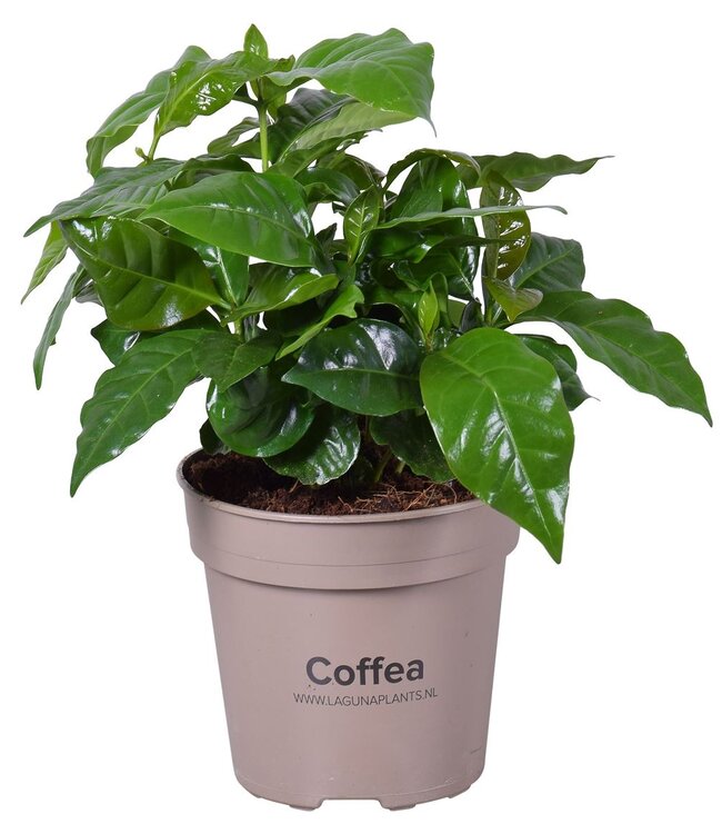 Coffea Arabica | Taille du pot 15 | Par 4 pièces