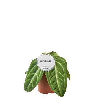 ME Anthurium Villenaorum | Per 6 pieces