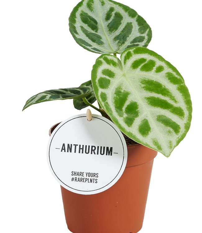 Anthurium Silver Blush | Par 6 pièces