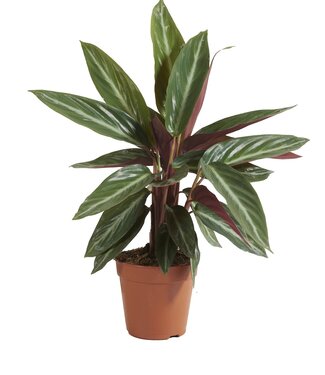 ME Calathea Stromanthe Sanguinea | Per 6 pieces