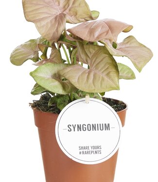 ME Syngonium Neon | Per 6 pieces