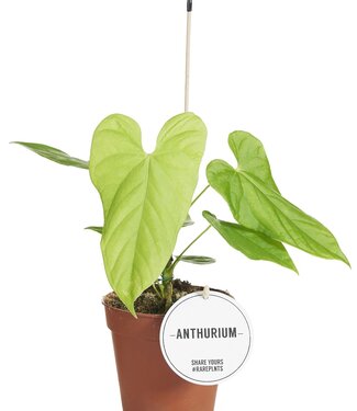 ME Anthurium Balaoanum | Per 6 pieces