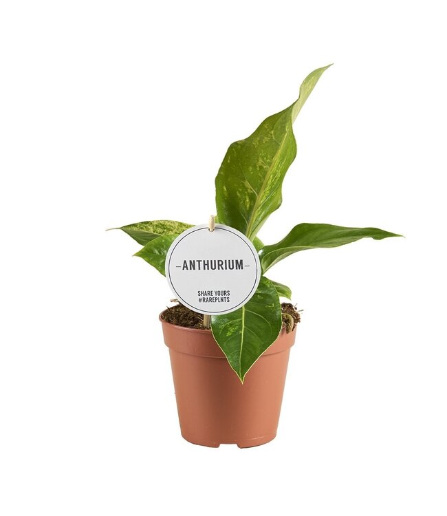 Anthurium Hookeri Variegata | Pro 6 Stück