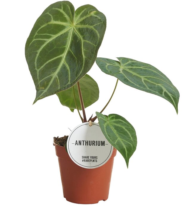 Anthurium Magnificum | Pro 6 Stück