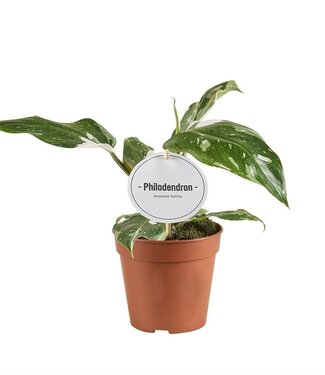 ME Philodendron White Princess B Grade | Par 6 pièces