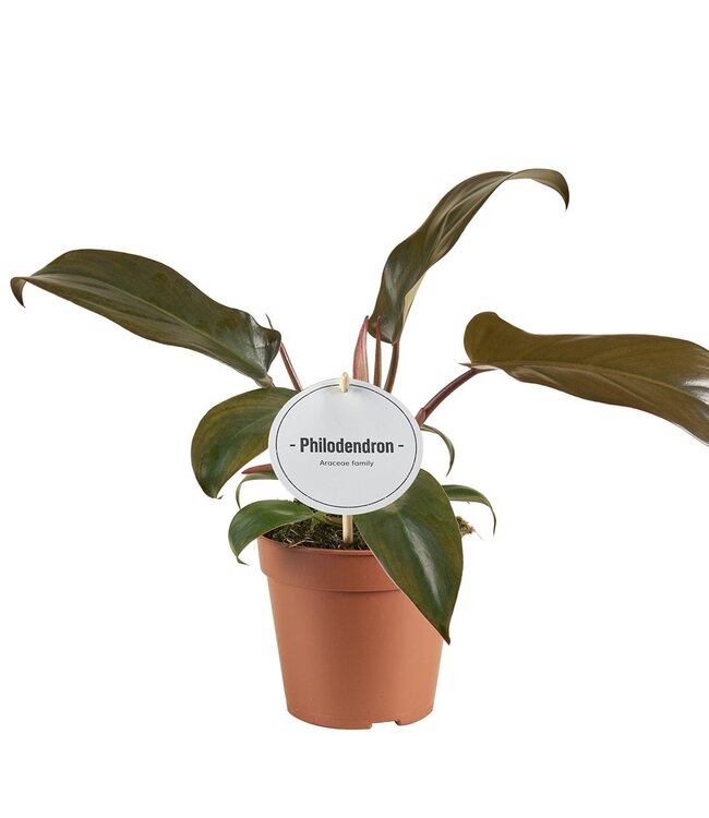 Philodendron Florida Bronze | Par 6 pièces