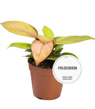 ME Philodendron Prinz der Orange | Pro 6 Stück