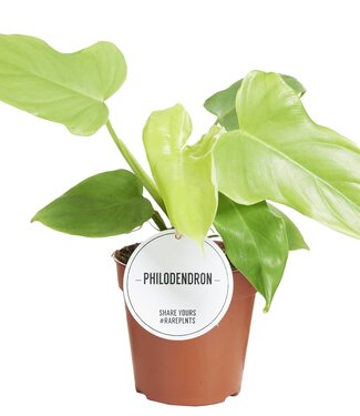 ME Philodendron Golden Violin | Per 6 pieces